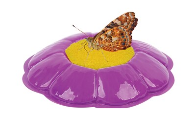 Insect Lore Products Animal Study, Live Butterfly Garden®
