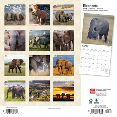 2024 BrownTrout Elephants 12 x 12 Monthly Wall Calendar (9781975470784)