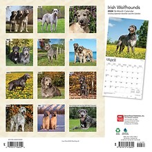 2024 BrownTrout Irish Wolfhounds 12 x 12 Monthly Wall Calendar (9781975470692)