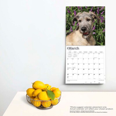 2024 BrownTrout Irish Wolfhounds 12" x 12" Monthly Wall Calendar (9781975470692)