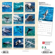 2024 BrownTrout Dolphins 12 x 12 Monthly Wall Calendar (9781975467739)