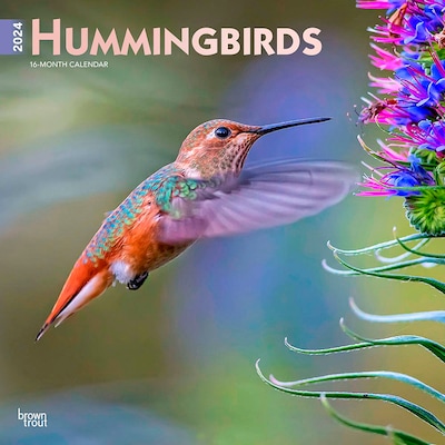 2024 BrownTrout Hummingbirds 12 x 12 Monthly Wall Calendar (9781975463175)