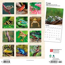 2024 BrownTrout Frogs 12 x 12 Monthly Wall Calendar (9781975462765)