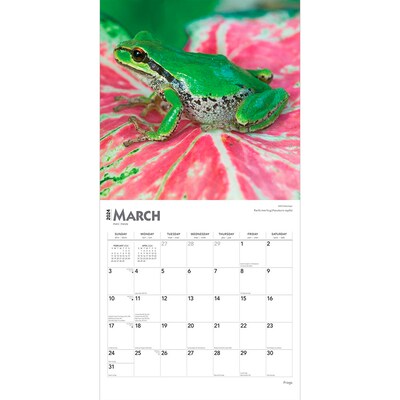 2024 BrownTrout Frogs 12" x 12" Monthly Wall Calendar (9781975462765)