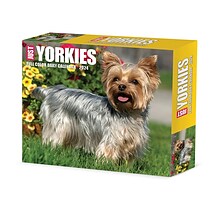 2024 Willow Creek Yorkies 6 x 5.5 Daily Day-to-Day Calendar, Multicolor (36624)