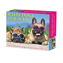 2024 Willow Creek What Dogs Teach Us 6 x 5.5 Daily Day-to-Day Calendar, Multicolor (36600)