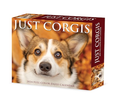 2024 Willow Creek Corgis (Dogs and Puppies) 6 x 5.5 Daily Day-to-Day Calendar, Multicolor (36273)