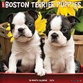 2024 Willow Creek Just Boston Terrier Puppies 12 x 12 Monthly Wall Calendar, Multicolor (32619)