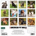 2024 Willow Creek Just American Pit Bull Terriers 12 x 12 Monthly Wall Calendar, Multicolor (32084