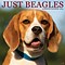 2024 Willow Creek Just Beagles 12 x 12 Monthly Wall Calendar, Multicolor (32367)