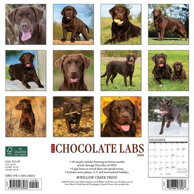 2024 Willow Creek Press Just Chocolate Labs 2024 Wall Calendar 12" x 12" (33036)