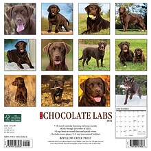 2024 Willow Creek Press Just Chocolate Labs 2024 Wall Calendar 12 x 12 (33036)