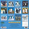 2024 Willow Creek Press Penguins 2024 Wall Calendar 12 x 12 (34866)