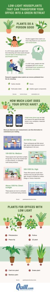 Low-light houseplants that can transform your office into a green retreat