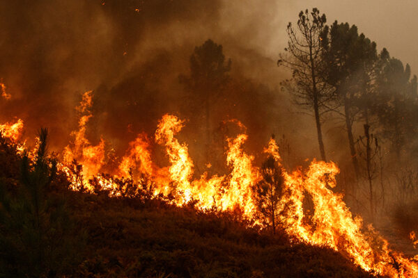 Wildfire