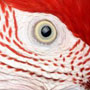 WindycityParrot.com logo