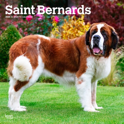2025 BrownTrout Saint Bernards 12 x 24 Monthly Square Wall Calendar (9781975477653)