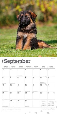 2026 BrownTrout German Shepherd Puppies 12" x 12" Monthly Wall Calendar (9798330703364)