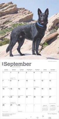 2025 BrownTrout German Shepherds 12" x 12" Monthly Square Wall Calendar (9781975477011)