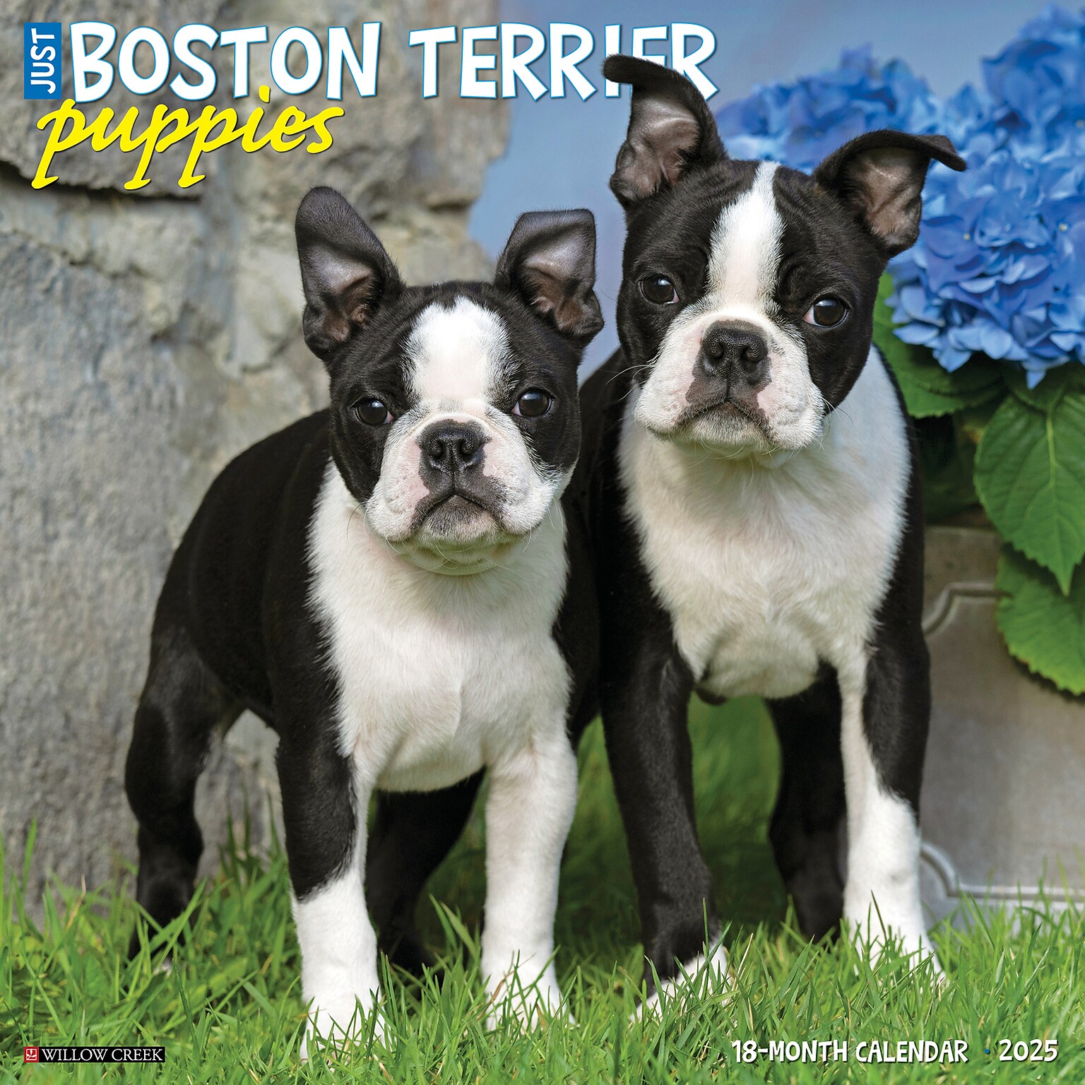 2025 Willow Creek Just Boston Terrier Puppies 12 x 12 Monthly Wall Calendar, Multicolor (41918)