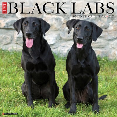 2027 Willow Creek Black Labs 12 x 12 Monthly Wall Calendar, Assorted Colors (59272)