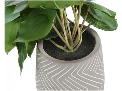 Monarch Specialties Inc. Alocasias in Pots, 2/Pack (I 9582)