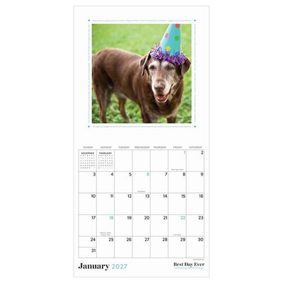 2027 TF Publishing Best Day Ever: Dogs 7 x 7 Monthly Wall Calendar, Multicolored (27-2008)