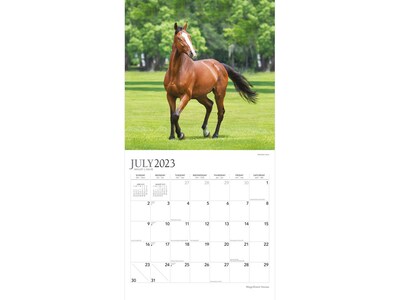 2023-2024 Plato Magnificent Horses 12" x 12" Academic & Calendar Monthly Wall Calendar (9781975467173)