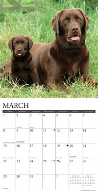 2026 Willow Creek Chocolate Labs 12" x 12" Monthly Wall Calendar (50705)