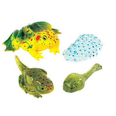 Frog Life Cycle Stages