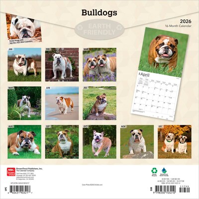 2026 BrownTrout Bulldogs 12 x 12 Monthly Wall Calendar (9798330703210)