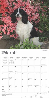 2025 BrownTrout English Springer Spaniels 12" x 12" Monthly Wall Calendar (9781975476960)