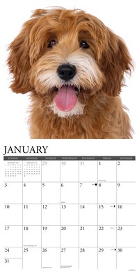 2027 Willow Creek Labradoodles  12" x 12" Monthly Wall Calendar (60971)