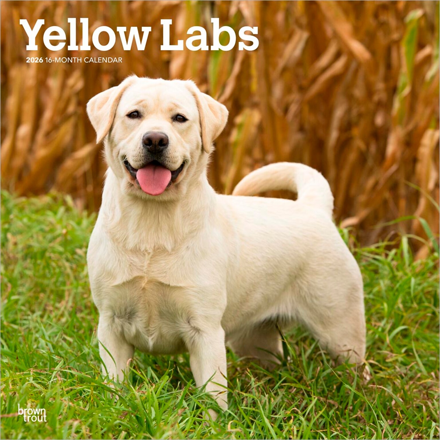 2026 BrownTrout Yellow Labrador Retrievers 12 x 12 Monthly Wall Calendar (9798330704262)