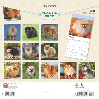 2025 BrownTrout Pomeranians 12 x 12 Monthly Wall Calendar (9781975477530)