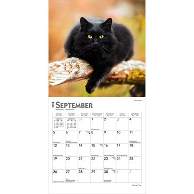 2027 BrownTrout Black Cats 7" x 7" Monthly Wall Calendar, Assorted Colors (9798330709700)