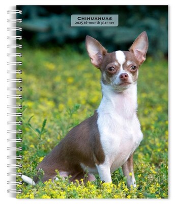 2025 BrownTrout Chihuahuas 6 x 7.75 Weekly Engagement Planner, Paper Cover, Multicolored (97819754