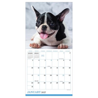 2027 TF Publishing Puppies 7 x 7 Monthly Wall Calendar, Multicolored (27-2007)