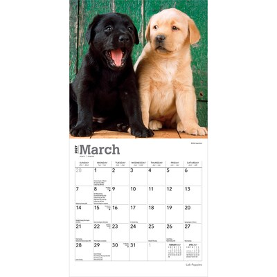 2027 BrownTrout Lab Puppies 7" x 7" Monthly Wall Calendar (9798330710027)