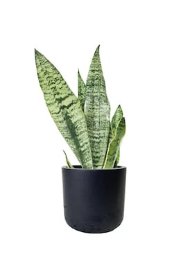 Desk Plants Snake Plant in a Black Large Wilson pot (SPLWB)