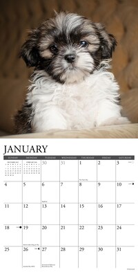 2026 Willow Creek Shih Tzu Puppies 12" x 12" Monthly Wall Calendar (52778)