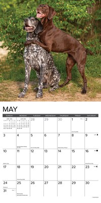 2026 Willow Creek German Shorthaired Pointers 12" x 12" Monthly Wall Calendar (51245)
