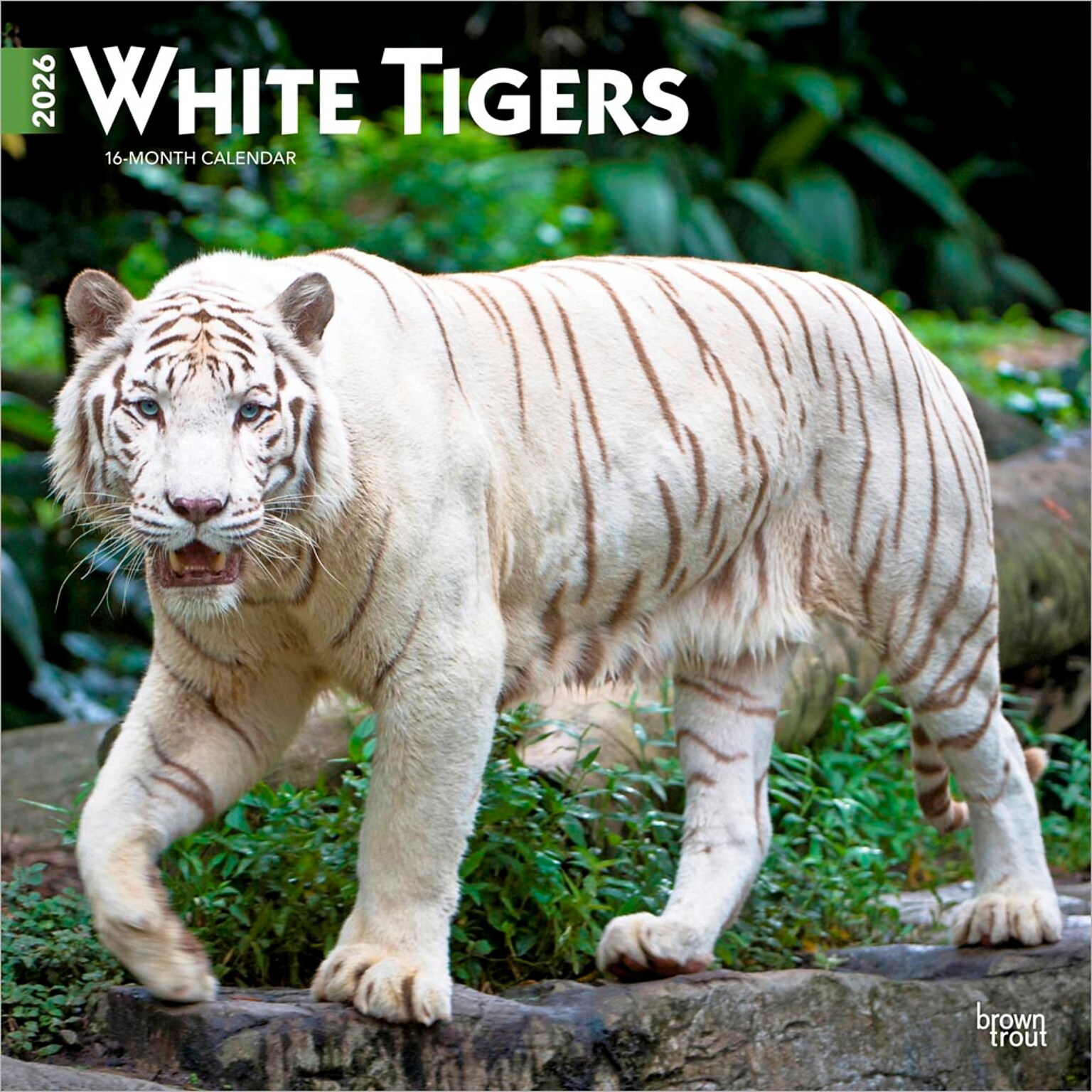2026 BrownTrout White Tigers 12 x 12 Monthly Wall Calendar (9798330706341)