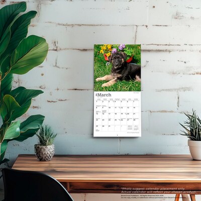 2026 BrownTrout German Shepherd Puppies 7" x 7" Monthly Wall Calendar (9798330703357)