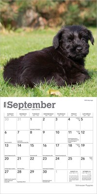 2026 BrownTrout Schnauzer Puppies 7" x 7" Monthly Wall Calendar (9798330705436)