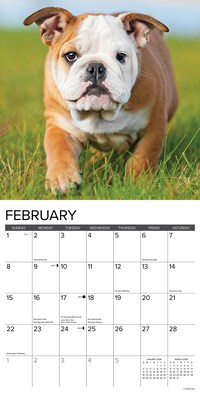 2026 Willow Creek Bulldog Puppies 12" x 12" Monthly Wall Calendar (50422)