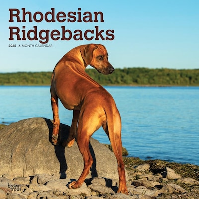 2025 BrownTrout Rhodesian Ridgebacks 12 x 24 Monthly Square Wall Calendar, (9781975477622)