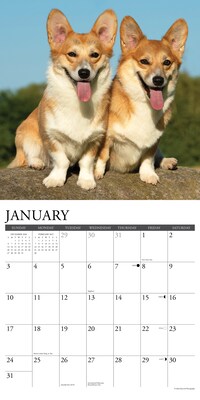 2027 Willow Creek Corgis 12" x 12" Monthly Wall Calendar, Assorted Colors (59852)