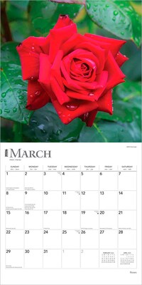 2026 BrownTrout Roses 12" x 12" Monthly Wall Calendar (9798330705382)