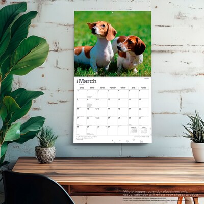 2027 BrownTrout For the Love of Dachshunds 14" x 12" Monthly Wall Calendar, Assorted Colors (9798330709243)